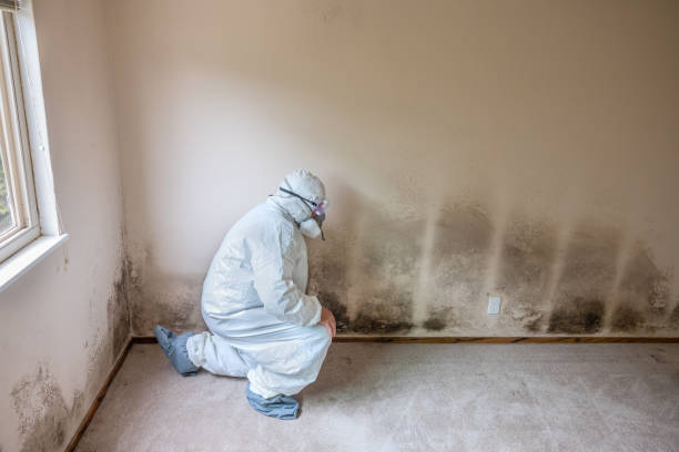 Best Environmental Consulting for Mold Prevention  in Emah, OK